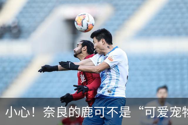 小心！奈良的鹿可不是“可爱宠物”，它们也是攻击高手！